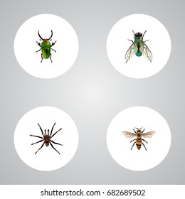 Realistic Insect, Wasp, Arachnid And Other Vector Elements. Set Of Insect Realistic Symbols Also Includes Tarantula, Wasp, Spider Objects.