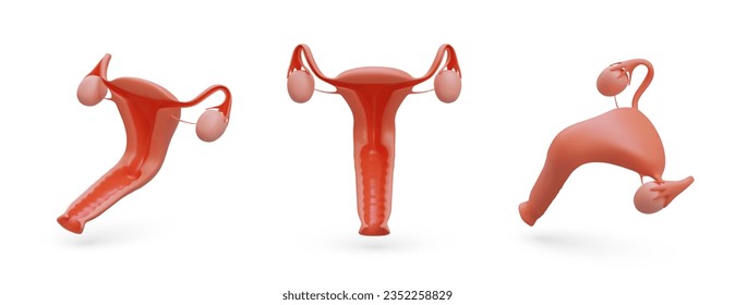 Realistic internal female organs. Woman reproductive system. Vector object in different positions. Bending of uterus. Kegel exercises. Illustrations for medical websites, posters, applications