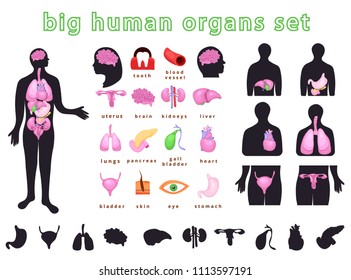 Realistic internal human body organs.Internal human body organs system.Modern flat cartoons vector illustration on blue.Lungs,stomach,liver,heart,bladder,uterus,kidneys,brain,pancreas,gallbladder