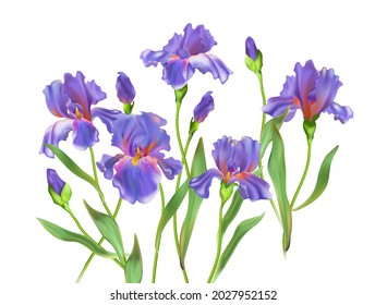 Realistic irises flowers, bouquet plant