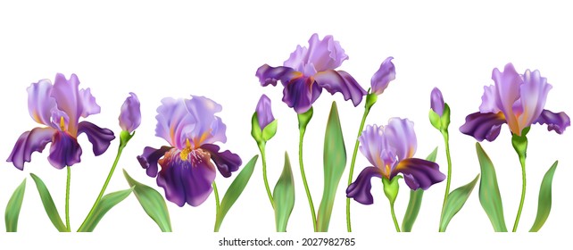 Realistic irises flowers, bouquet plant