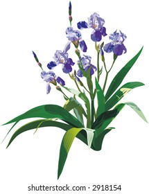 realistic irises - vector