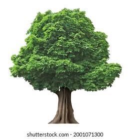 Árbol vectorial de hadas aislado realista con hojas. Planta con follaje verde. Naturaleza forestal y ecología