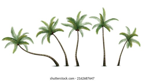 Realistic isolated green palm trees with coconuts against white background vector illustration