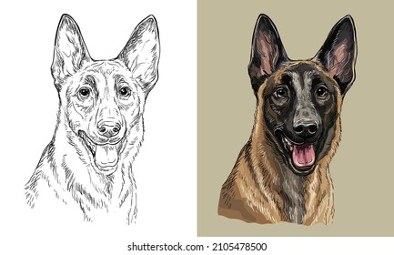 Realistic isolated head of belgian shepherd malinois dog vector hand drawing illustration monochrome and color. For decoration, coloring books, design, print, posters, postcards, stickers, t-shirt svg