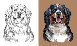 Realistic Isolated Head Of Bernese Mountain Dog Vector Hand Drawing Illustration Monochrome And Color. For Decoration, Coloring Books, Design, Print, Posters, Postcards, Stickers, T-shirt
