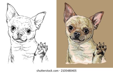 Realistic isolated head of Chihuahua dog vector hand drawing illustration monochrome and color. For decoration, coloring books, design, print, posters, postcards, stickers, t-shirt