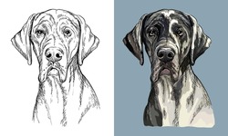 Realistic Isolated Head Of Great Dane Dog Vector Hand Drawing Illustration Monochrome And Color. For Decoration, Coloring Books, Design, Print, Posters, Postcards, Stickers, T-shirt