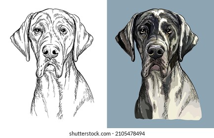 Realistic isolated head of Great dane dog vector hand drawing illustration monochrome and color. For decoration, coloring books, design, print, posters, postcards, stickers, t-shirt
