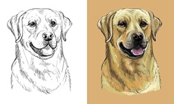 Realistic Isolated Head Of Labrador Retriever Dog Vector Hand Drawing Illustration Monochrome And Color. For Decoration, Coloring Books, Design, Print, Posters, Postcards, Stickers, T-shirt