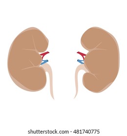 Realistic isolated human kidneys on white background. Body organ.