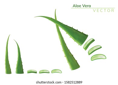 Realistic isolated Vector Cut, Slice Aloe Vera leaves shows transparent gel inside on white background. herbal medicine for skin care and hair care. use for health and beauty. 3d illustration.