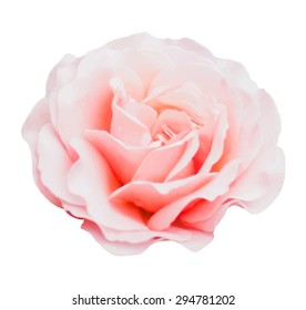 Realistic isolated vector illustration of pink rose