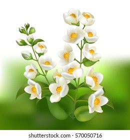 Realistic Jasmine Flower. Design Vector. Realistic image. 