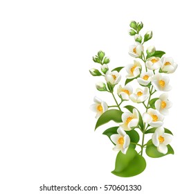 Realistic Jasmine Flower. Design Vector. Realistic image.