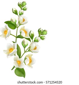 Realistic Jasmine Flower. Design Vector. Realistic image.