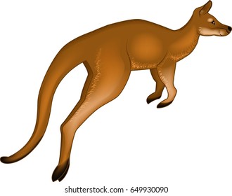 Realistic kangaroo vector illustration