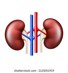 Realistic Kidney anatomy structure. Urinary system organ. Sign of Human Kidney for medical drugs, pharmacy and education design. Vector illustration