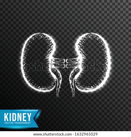 realistic kidney, from connecting dot and line. light effect. vector illustration, islated on transparen background