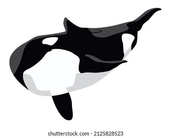 Realistic killer whale Orcinus orca. Aquatic animals of the Arctic and Antarctic regions. vector illustration