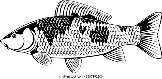 Realistic koi carp fish in black and white isolated illustration, one freshwater fish on side view, decorative fish for water gardens