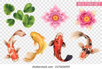 Peces koi realistas con íconos aislados de peces exóticos y plantas lacustres sobre ilustración vectorial de fondo transparente