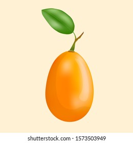 Realistic Kumquat Exotic Fruit Vector