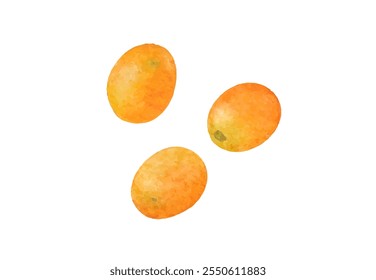 Realistic kumquat illustration painted in watercolor