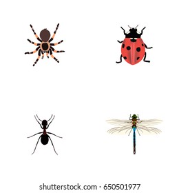 Realistic Ladybird, Damselfly, Ant And Other Vector Elements. Set Of Insect Realistic Symbols Also Includes Tarantula, Pismire, Ladybug Objects.