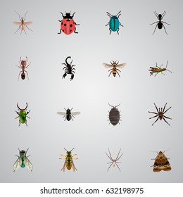 Realistic Ladybird, Poisonous, Spider And Other Vector Elements. Set Of Hexapod Realistic Symbols Also Includes Dor, Locust, Beetle Objects.