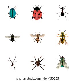 Realistic Ladybird, Spinner, Midge And Other Vector Elements. Set Of Bug Realistic Symbols Also Includes Fly, Bee, Jewel Objects.