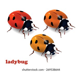 Realistic ladybug