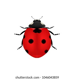 Realistic ladybug isolated on white background. Embellished hyperrealism. Top view. Fully editable. VECTOR EPS10.