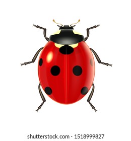 Realistic ladybug on a white background, ladybird for design and decoration. Vector illustration.
