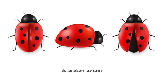 Realistic ladybug set isolated, hello spring, red insect, beauty ladybug detail, white background vector
