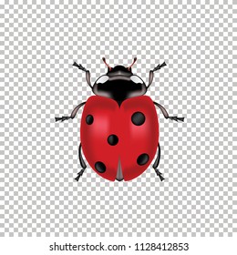 Realistic ladybug top view isolated on 
Transparent background. Vector illustration of realistic 
ladybug. Can Be Used As Insect Symbols.