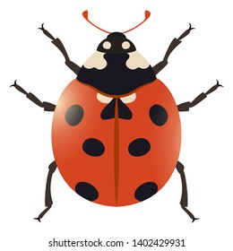 Realistic ladybug vector illustration isolated on white background
