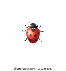 realistic ladybug vector on a white background
