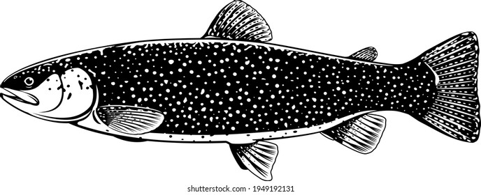 Realistic lake trout fish isolated illustration, one freshwater fish on side view, commercial and recreational fisheries