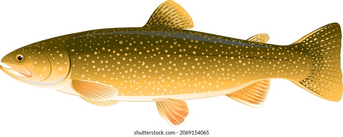 Realistic lake trout fish isolated illustration, one freshwater fish on side view