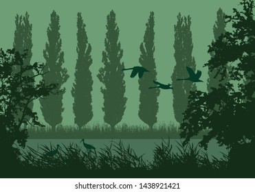 Realistic landscape illustration with wetlands and swamp. Reeds and green grass with trees, poplars and flying birds. Storks and swans under morning sky - vector