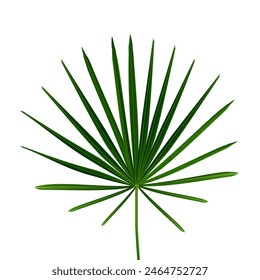 Realistic leaf of fan palm or dwarf palm. Exotic plant of palmetto flower, isolated tropical flora and vegetation, botany details of organic flowers.
