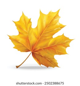 Realistic leaf isolated white background, vector realistic, autumn illustration	