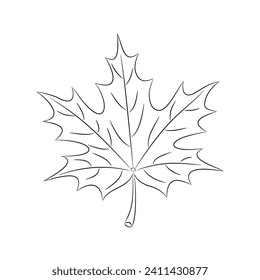 Realistic leaves Art Work. Autumn forest maple leaf in September season, Sketch line art illustration. Element design for greeting cards and invitations  vector illustration of fall autumn.