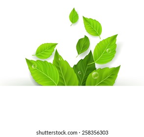 Realistic Leaves Background with White Space. Vector Illustration