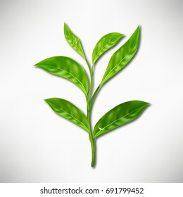 Realistic leaves of green tea. Vector 3d illustration on white background.