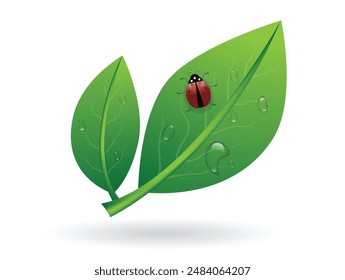 Realistic Leaves with Ladybug on White. Nature insects and other wildlife concept vector