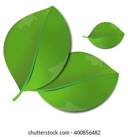 Realistic leaves on white background. Vector art.