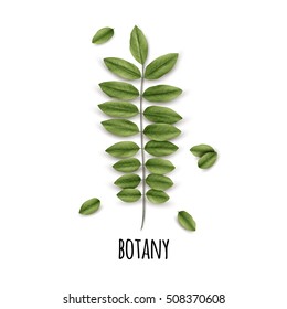 Realistic leaves on a white background. Eco Botany Poster. Vector illustration