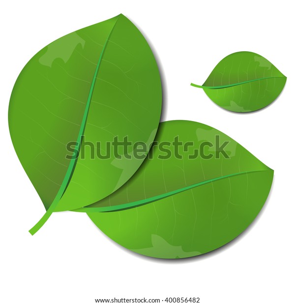 Realistic Leaves On White Background Vector Stock Vector (Royalty Free ...